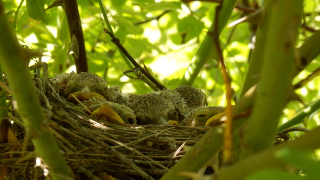 Натиснете снимката за да я уголемите

Име:P7031331.jpg
Прегледи:1
Размер:95.8 КБ
ID:5498598
