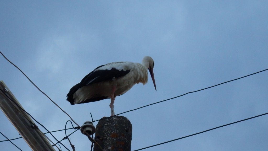 Натиснете снимката за да я уголемите

Име:P8011624 (2).jpg
Прегледи:1
Размер:52.7 КБ
ID:5509472