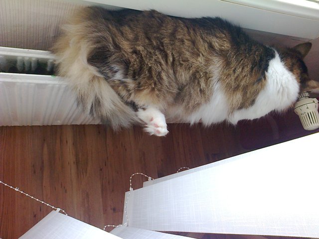 Натиснете снимката за да я уголемите

Име:maca1.jpg
Прегледи:1
Размер:52.8 КБ
ID:5619493