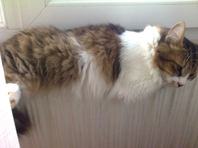 Натиснете снимката за да я уголемите

Име:maca2.jpg
Прегледи:1
Размер:41.6 КБ
ID:5619494