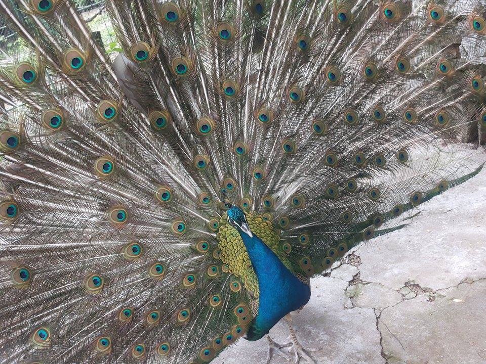 Натиснете снимката за да я уголемите

Име:11349839_948502745193252_313628691_n.jpg
Прегледи:1
Размер:202.3 КБ
ID:5667347