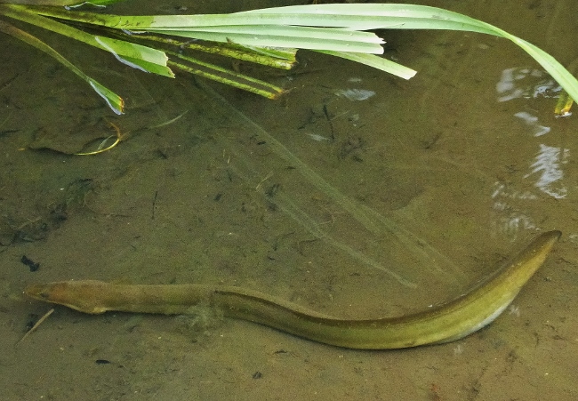 Натиснете снимката за да я уголемите

Име:eel (650x451).jpg
Прегледи:1
Размер:227.4 КБ
ID:5670218