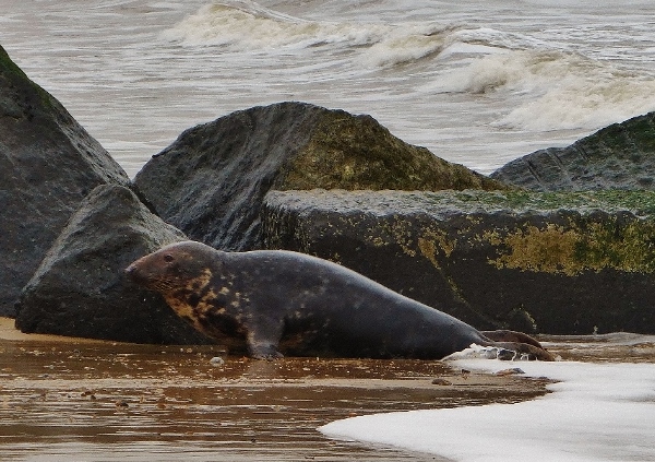 Натиснете снимката за да я уголемите

Име:1 (11).jpg
Прегледи:1
Размер:231.7 КБ
ID:5640867