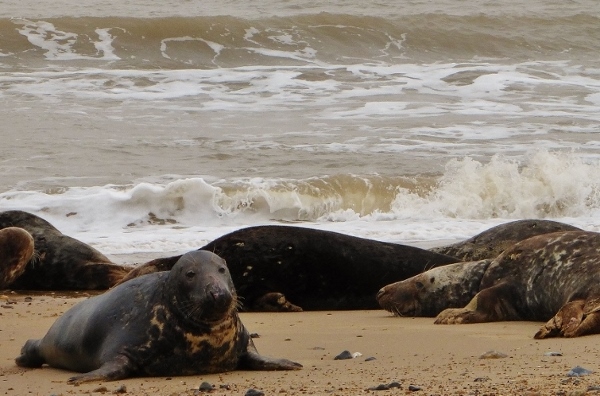 Натиснете снимката за да я уголемите

Име:1 (12).jpg
Прегледи:1
Размер:181.0 КБ
ID:5640868