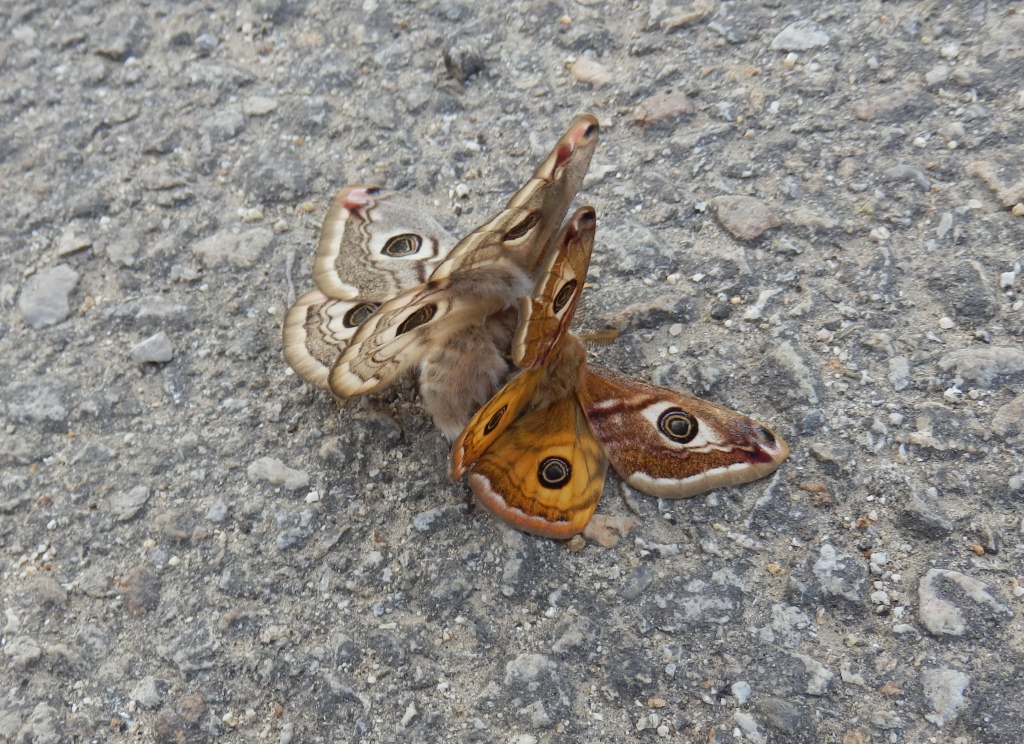 Натиснете снимката за да я уголемите

Име:P4070841.JPG
Прегледи:1
Размер:469.8 КБ
ID:5713658