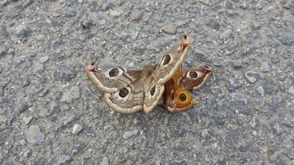 Натиснете снимката за да я уголемите

Име:P4070842.JPG
Прегледи:1
Размер:147.9 КБ
ID:5713659