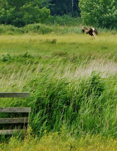 Натиснете снимката за да я уголемите

Име:harrier.jpg
Прегледи:1
Размер:279.6 КБ
ID:5670470