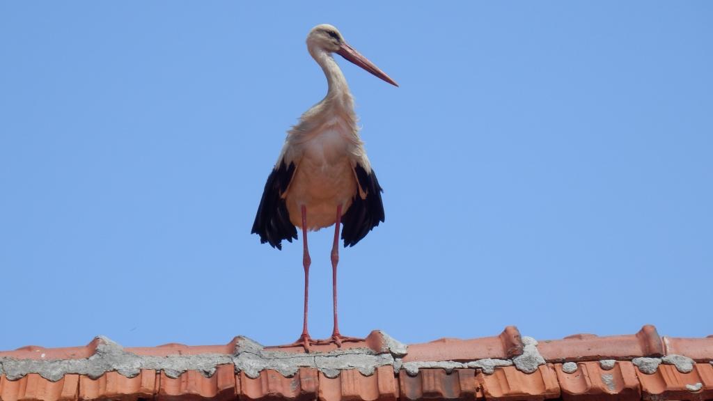 Натиснете снимката за да я уголемите

Име:P6111102.jpg
Прегледи:1
Размер:51.9 КБ
ID:5719337