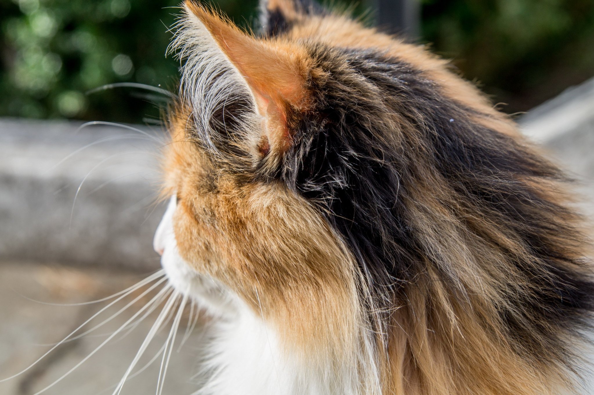 Натиснете снимката за да я уголемите

Име:DSC05519-1.jpg
Прегледи:455
Размер:521.6 КБ
ID:6538715