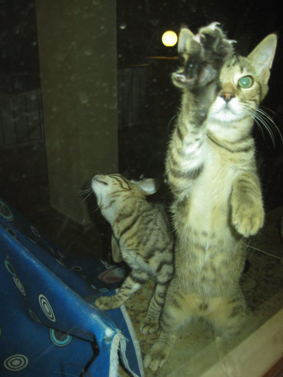 Натиснете снимката за да я уголемите

Име:IMG_0238.jpg
Прегледи:1
Размер:61.9 КБ
ID:5653575