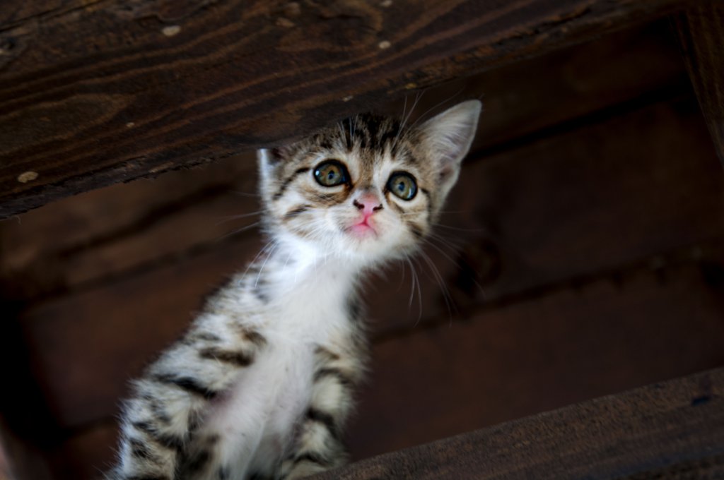 Натиснете снимката за да я уголемите

Име:_DSC0166_1.jpg
Прегледи:1
Размер:64.1 КБ
ID:5676933