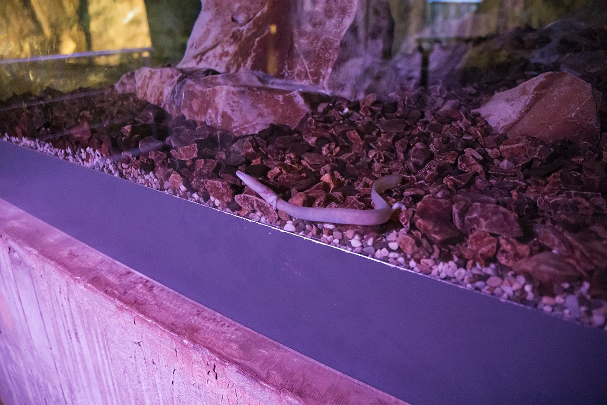 Натиснете снимката за да я уголемите  Име:DSC_6353.jpg Прегледи:0 Размер:199.1 КБ ID:6539752