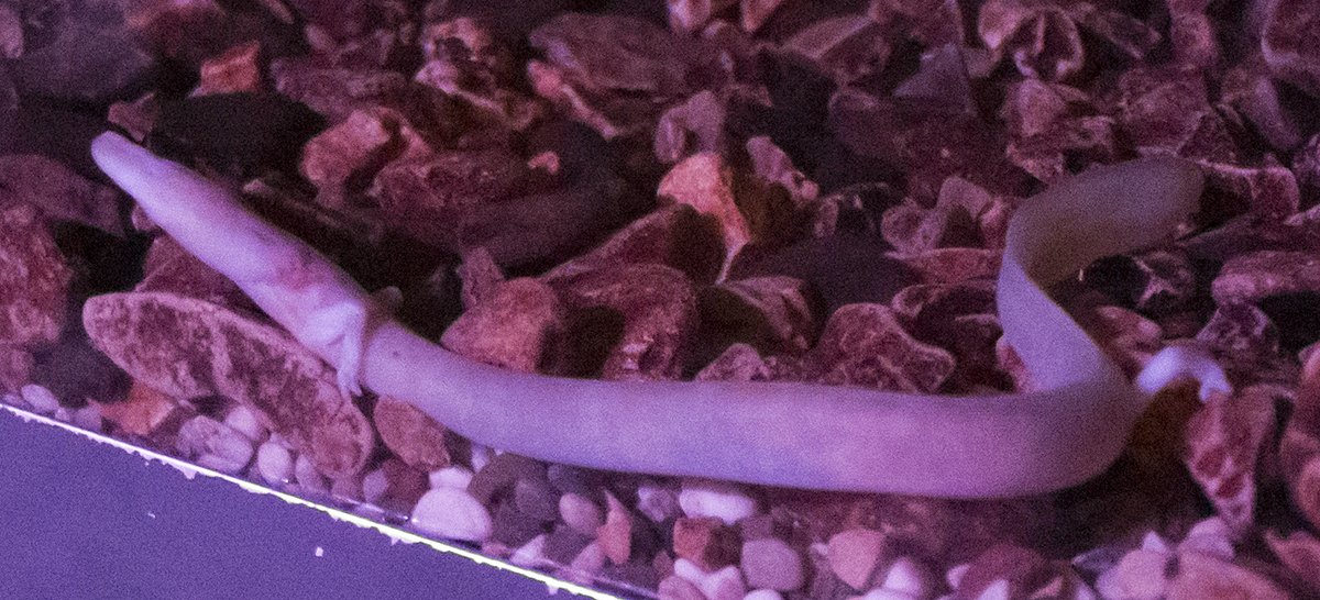 Натиснете снимката за да я уголемите  Име:DSC_6353.jpg Прегледи:0 Размер:186.5 КБ ID:6539753