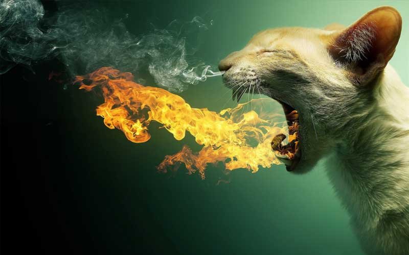 Натиснете снимката за да я уголемите

Име:cat.jpg
Прегледи:233
Размер:53.4 КБ
ID:6541116