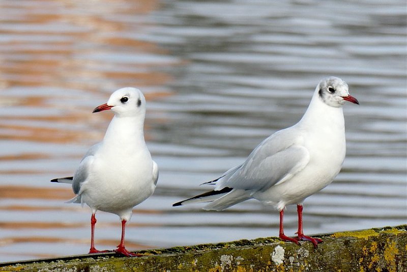 Натиснете снимката за да я уголемите

Име:1 (2).JPG
Прегледи:382
Размер:83.1 КБ
ID:6542322