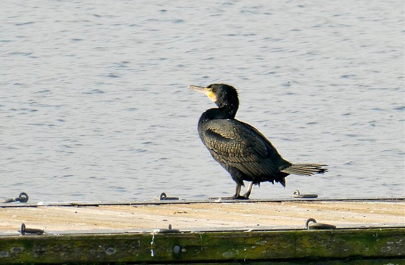 Натиснете снимката за да я уголемите

Име:1 (4).JPG
Прегледи:375
Размер:104.3 КБ
ID:6542324