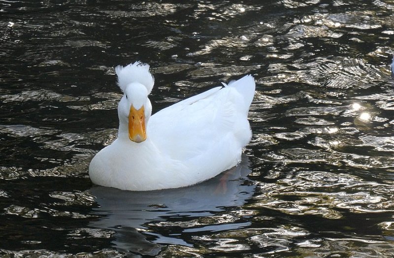 Натиснете снимката за да я уголемите

Име:2.JPG
Прегледи:373
Размер:162.2 КБ
ID:6542326