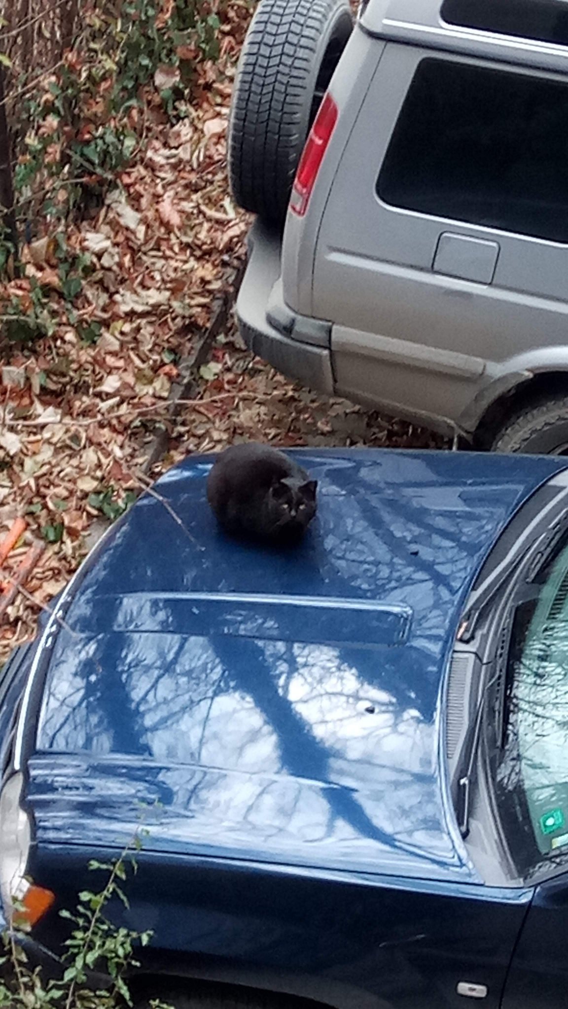 Натиснете снимката за да я уголемите

Име:IMG_20200106_105117.jpg
Прегледи:384
Размер:386.5 КБ
ID:6549193