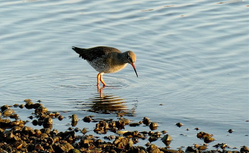 Натиснете снимката за да я уголемите  Име:22 (8)a.JPG Прегледи:0 Размер:111.4 КБ ID:6551035