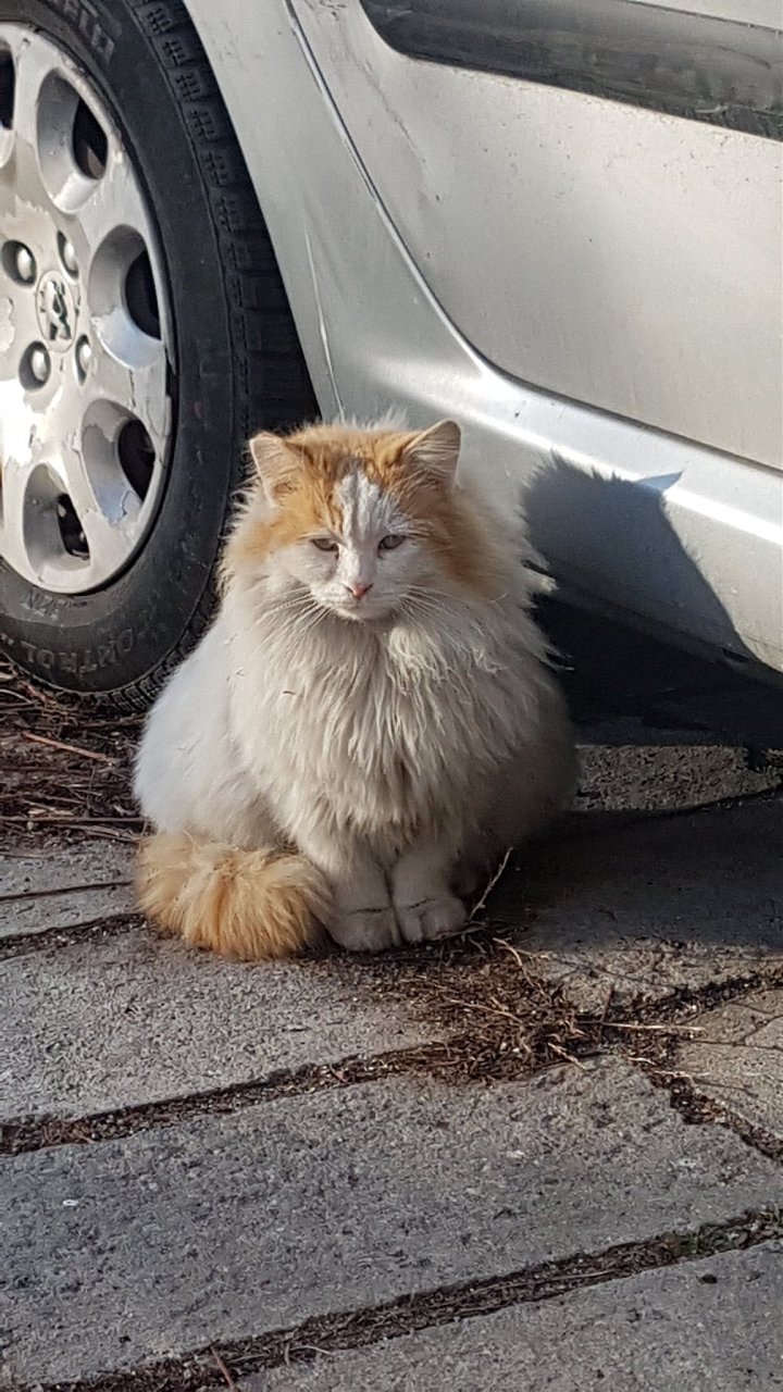 Натиснете снимката за да я уголемите

Име:20200124_153115.jpg
Прегледи:394
Размер:392.8 КБ
ID:6552216