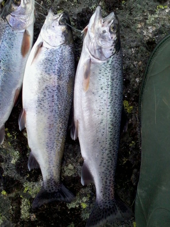 Натиснете снимката за да я уголемите

Име:Снимки0073.jpg
Прегледи:2
Размер:114.5 КБ
ID:5418824