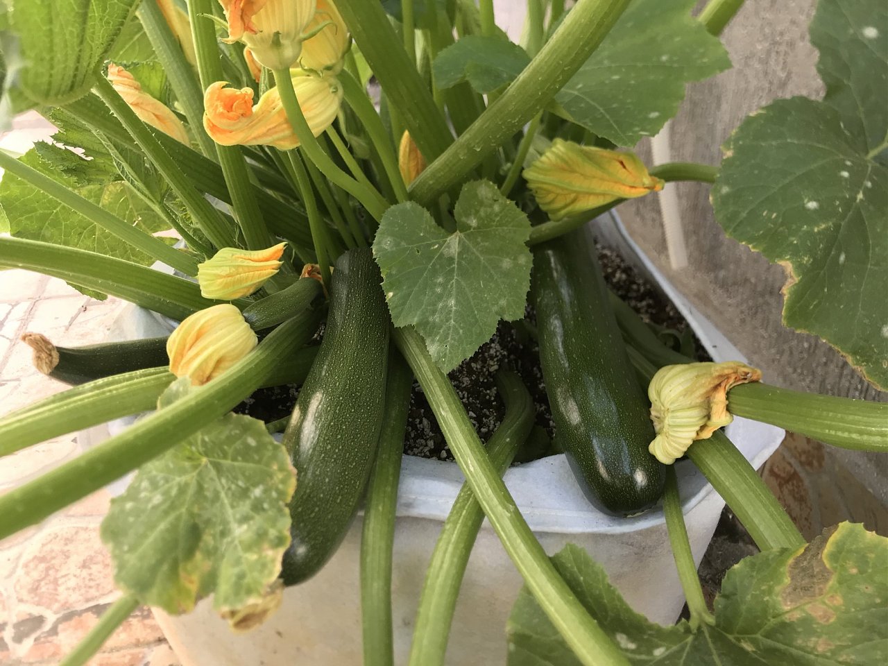 Click image for larger version  Name:	IMG_2703.jpeg Views:	12 Size:	432.3 KB ID:	6553604