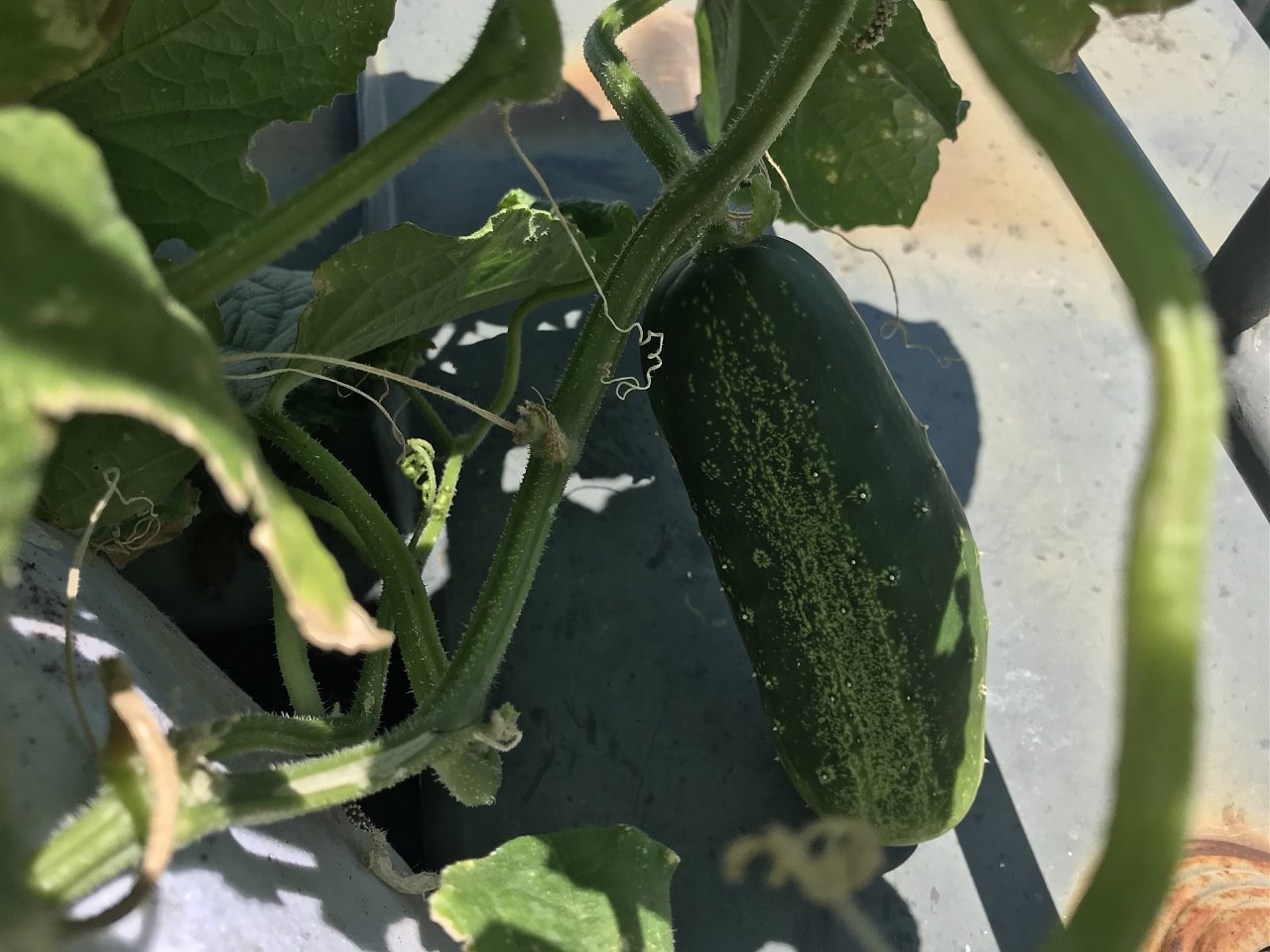 Click image for larger version  Name:	IMG_2931.jpeg Views:	12 Size:	328.8 KB ID:	6553609