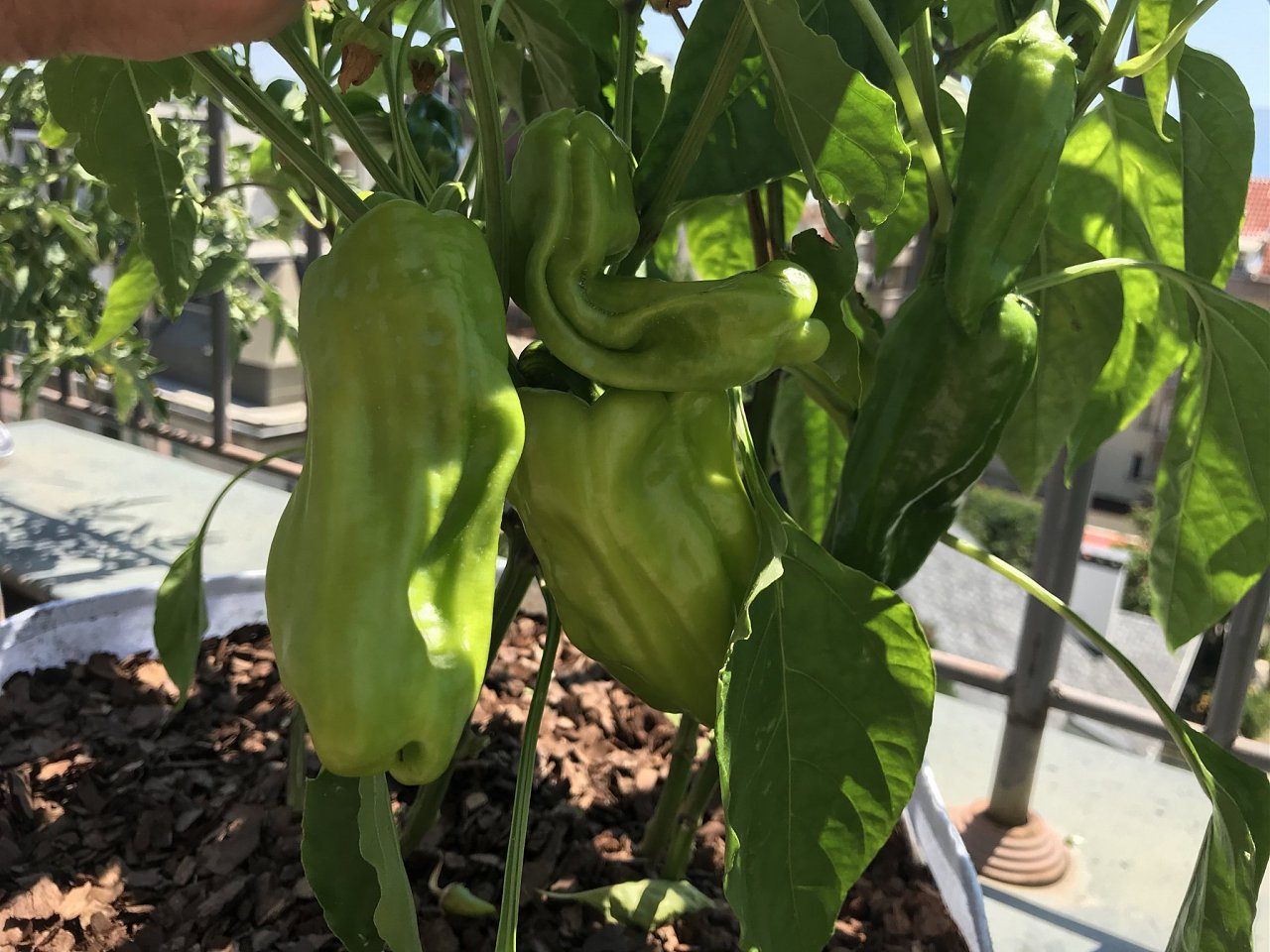 Click image for larger version  Name:	IMG_2936.jpeg Views:	12 Size:	390.7 KB ID:	6553610