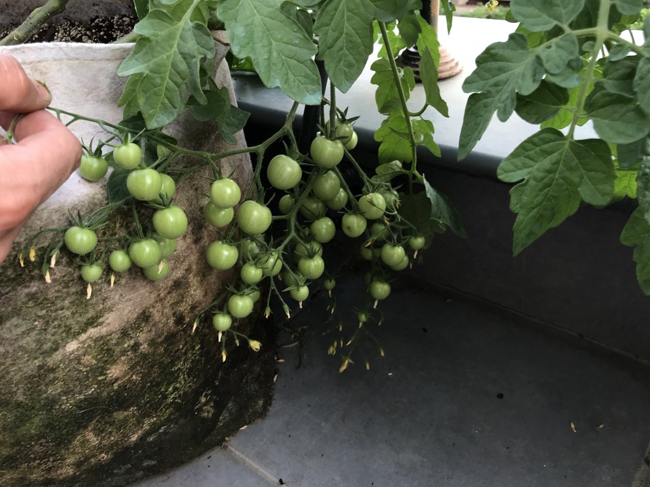 Натиснете снимката за да я уголемите

Име:IMG_7044.jpeg
Прегледи:808
Размер:407.8 КБ
ID:6554458