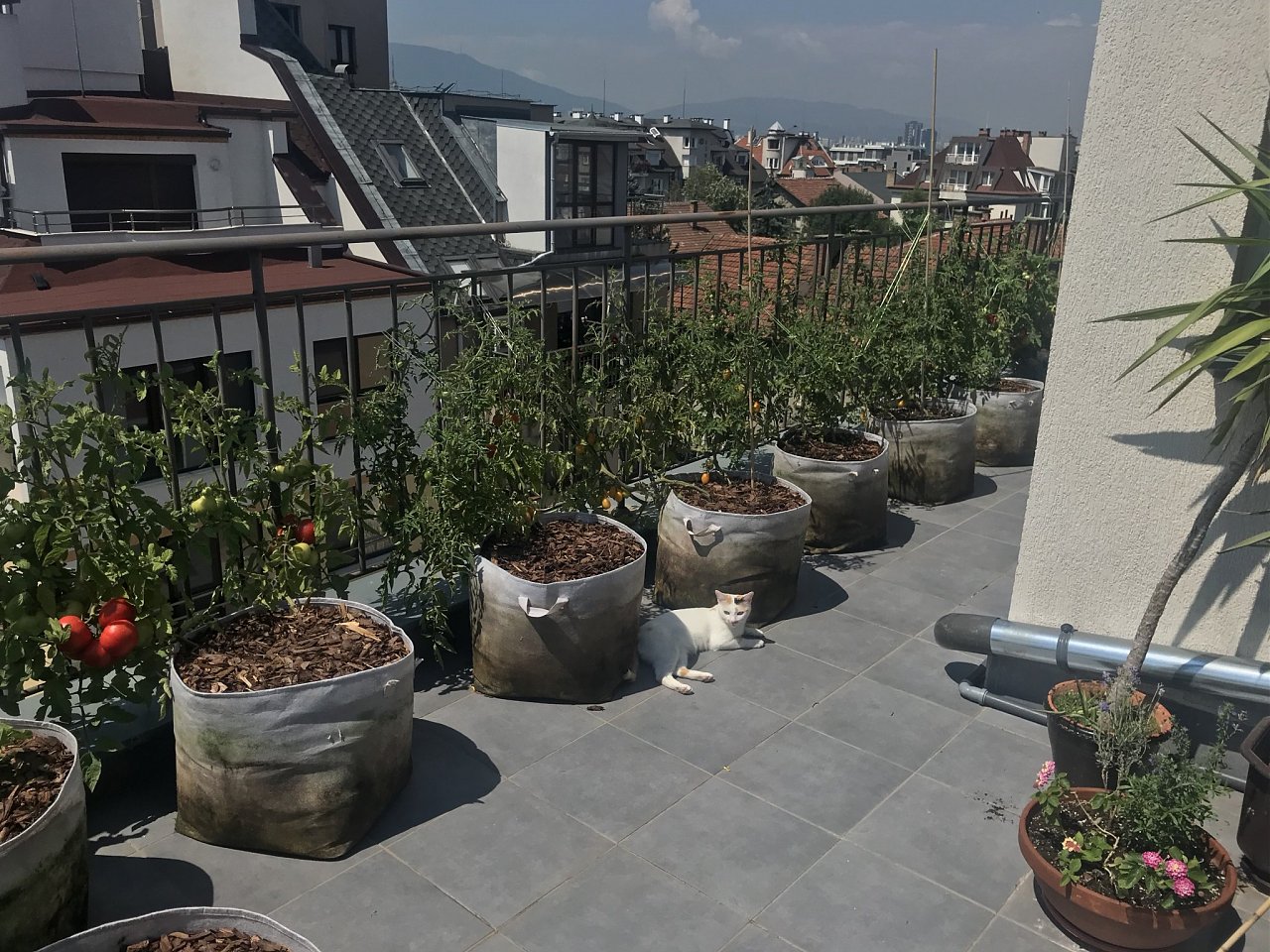 Натиснете снимката за да я уголемите

Име:IMG_7278.jpeg
Прегледи:860
Размер:632.1 КБ
ID:6554460