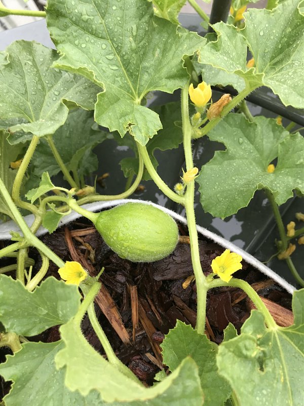 Натиснете снимката за да я уголемите

Име:IMG_7213.jpeg
Прегледи:806
Размер:472.9 КБ
ID:6554461