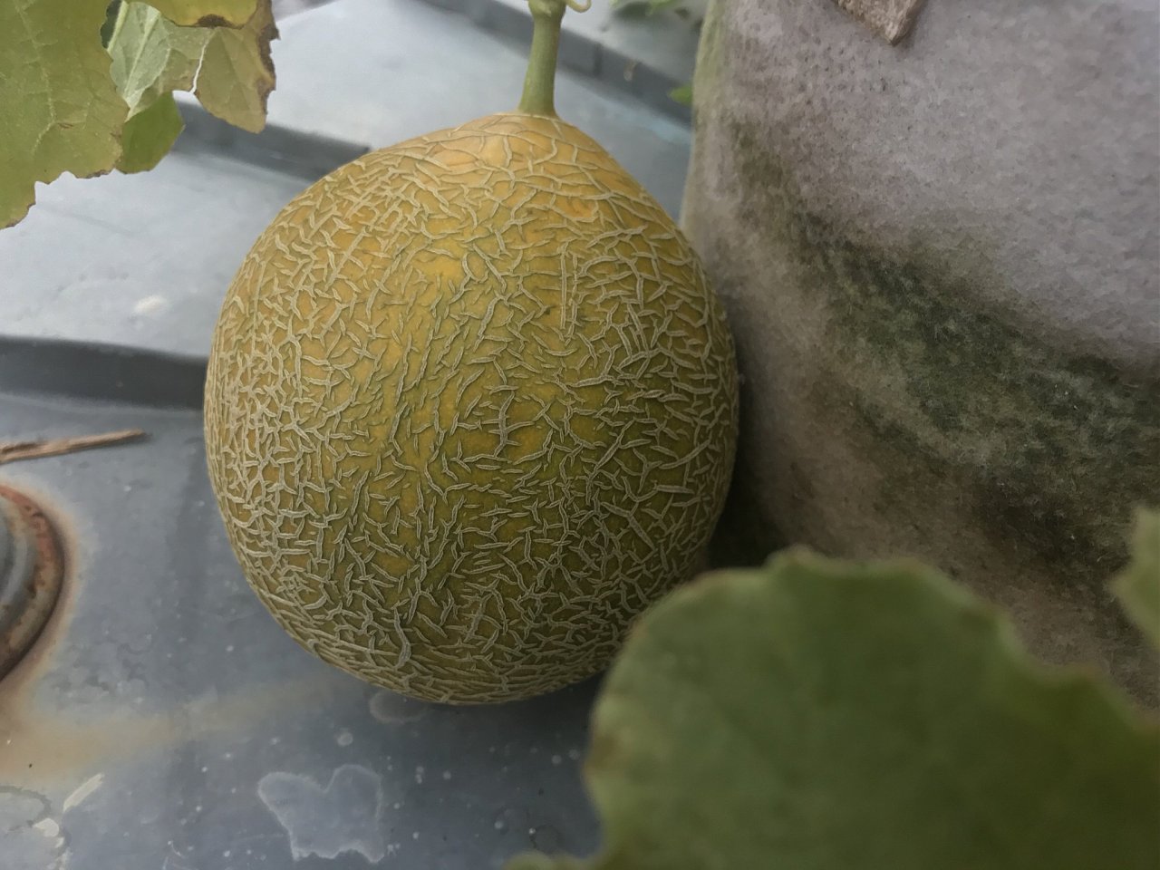 Натиснете снимката за да я уголемите

Име:IMG_7596.jpeg
Прегледи:825
Размер:347.9 КБ
ID:6554462