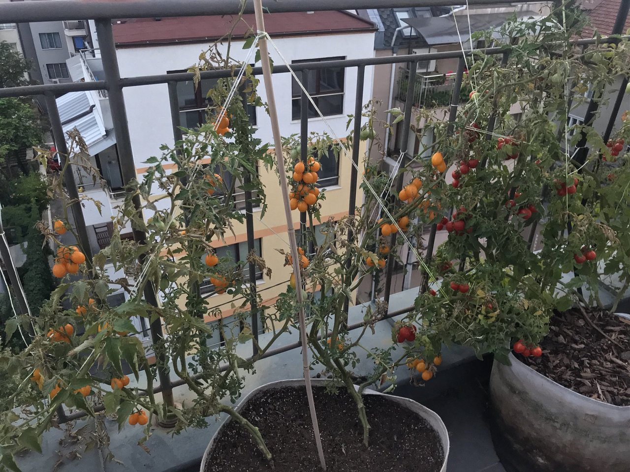 Натиснете снимката за да я уголемите

Име:IMG_7701.jpeg
Прегледи:854
Размер:641.0 КБ
ID:6554465