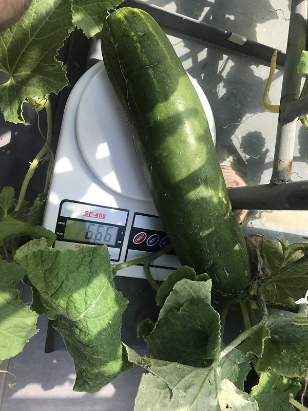 Натиснете снимката за да я уголемите

Име:IMG_7556.jpeg
Прегледи:773
Размер:460.6 КБ
ID:6554466