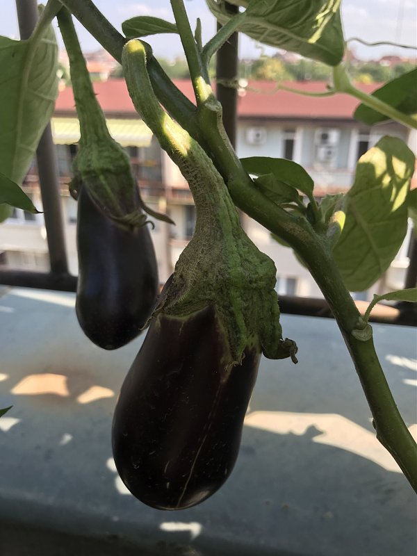 Натиснете снимката за да я уголемите

Име:IMG_7730.jpeg
Прегледи:815
Размер:283.5 КБ
ID:6554467