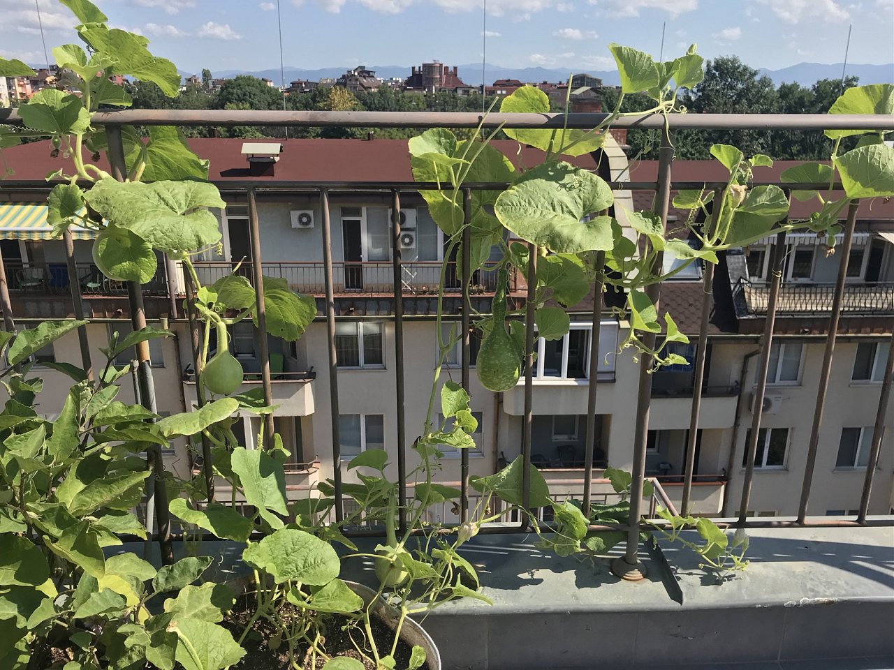 Натиснете снимката за да я уголемите

Име:IMG_7655.jpeg
Прегледи:787
Размер:604.8 КБ
ID:6554468