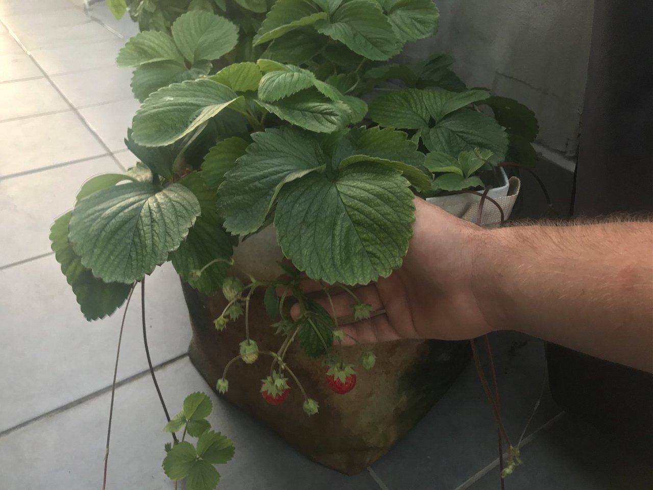 Натиснете снимката за да я уголемите

Име:IMG_7978.jpeg
Прегледи:809
Размер:275.7 КБ
ID:6554470