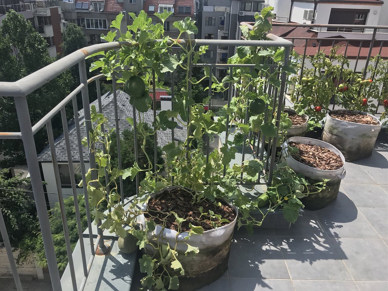 Натиснете снимката за да я уголемите

Име:IMG_7551.jpeg
Прегледи:837
Размер:703.5 КБ
ID:6554471