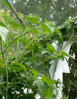 Натиснете снимката за да я уголемите  Име:2.JPG Прегледи:0 Размер:78.1 КБ ID:6554725