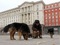 Натиснете снимката за да я уголемите

Име:Bezdomni-kucheta-predi-Ministerskiya-savet.jpg
Прегледи:1
Размер:54.2 КБ
ID:6517692