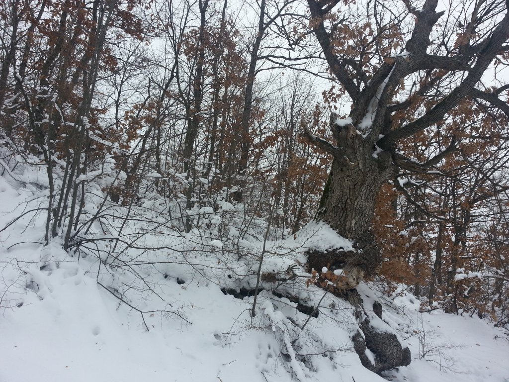 Натиснете снимката за да я уголемите

Име:Picture 072.jpg
Прегледи:1
Размер:299.0 КБ
ID:5444187