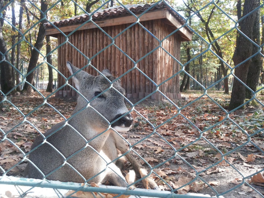 Натиснете снимката за да я уголемите

Име:sarnichka.jpg
Прегледи:1
Размер:279.2 КБ
ID:5531696