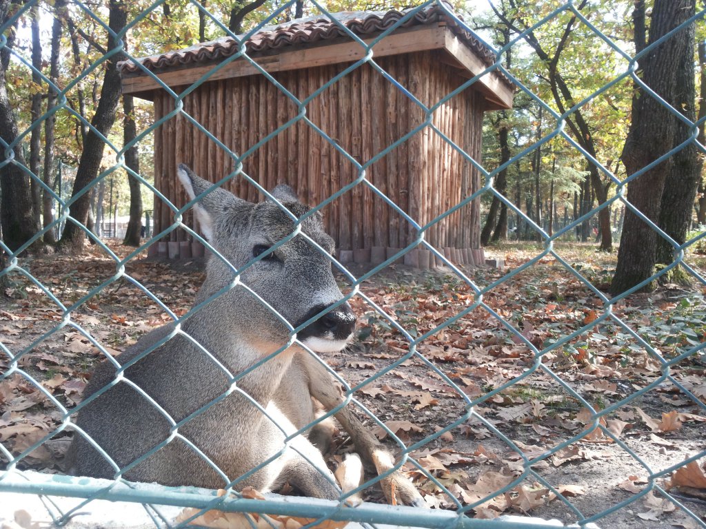 Натиснете снимката за да я уголемите

Име:sarnichka.jpg
Прегледи:1
Размер:279.2 КБ
ID:5531696