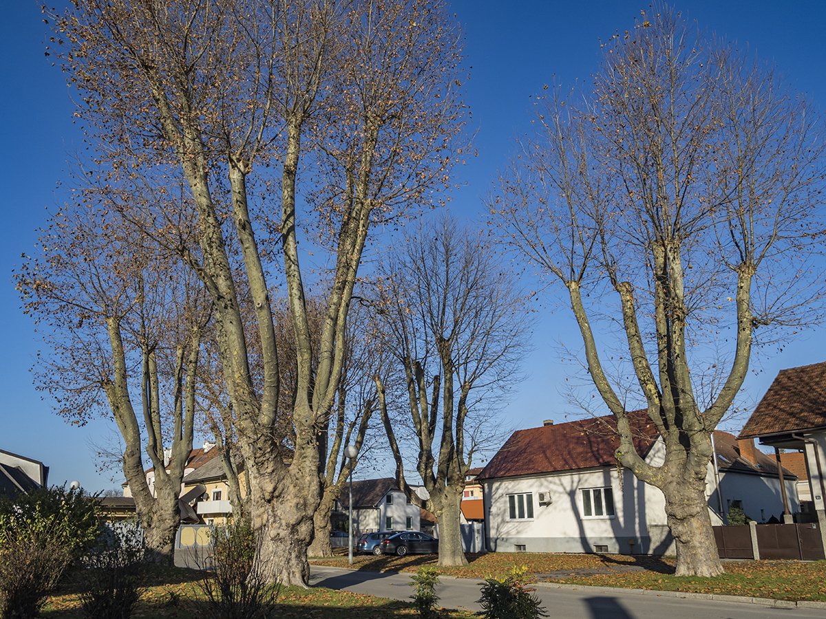 Натиснете снимката за да я уголемите  Име:PB300144.jpg Прегледи:0 Размер:412.8 КБ ID:6598231