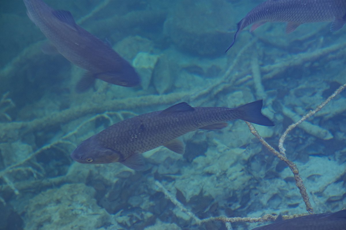 Натиснете снимката за да я уголемите  Име:DSC_6957.jpg Прегледи:0 Размер:105.2 КБ ID:6598490