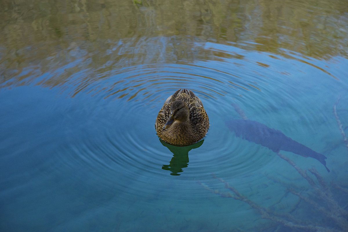 Натиснете снимката за да я уголемите  Име:DSC_6960.jpg Прегледи:0 Размер:104.3 КБ ID:6598491