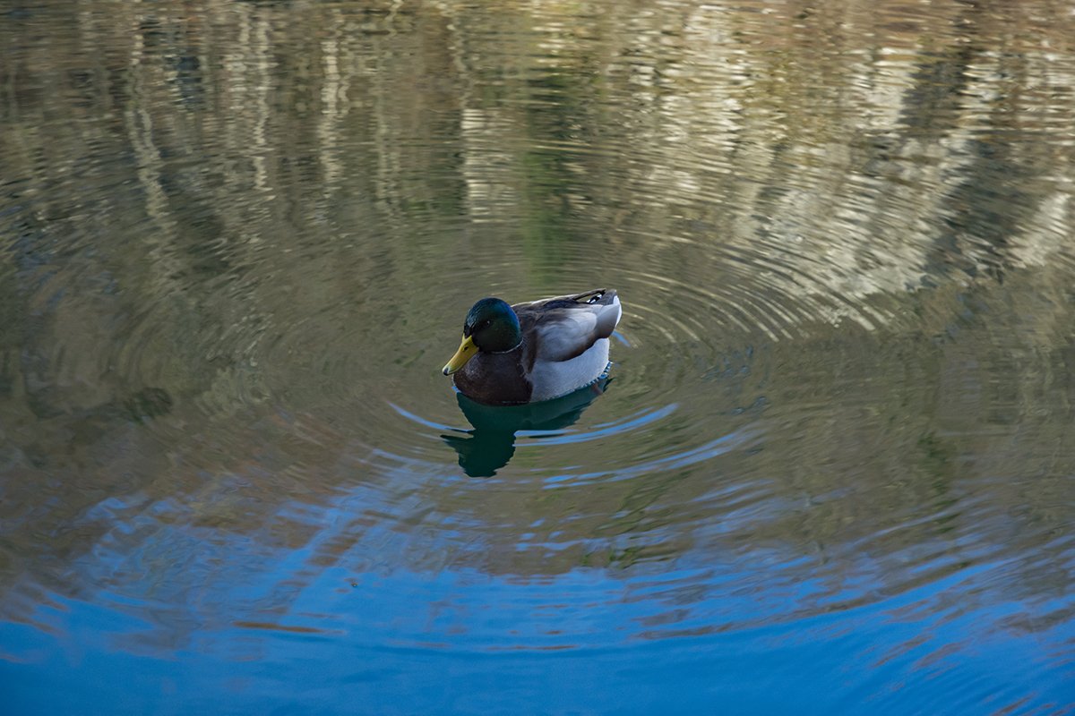 Натиснете снимката за да я уголемите  Име:DSC_6961.jpg Прегледи:0 Размер:154.3 КБ ID:6598492