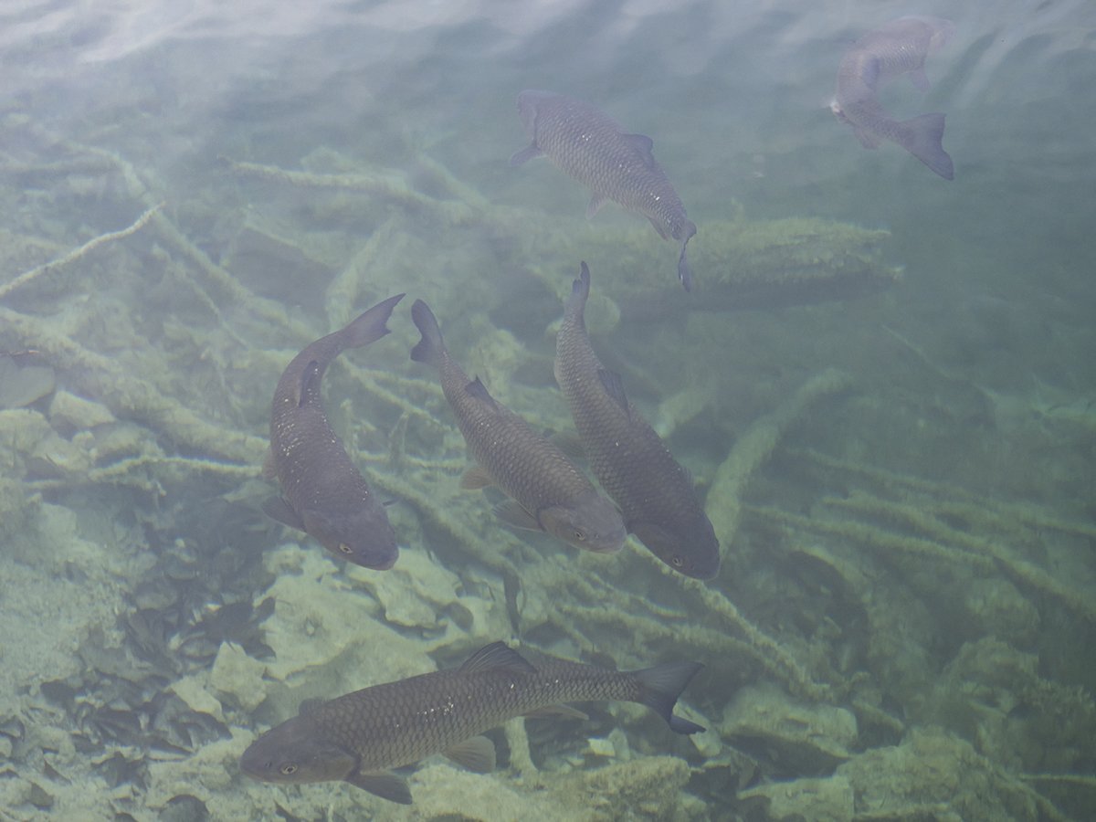 Натиснете снимката за да я уголемите  Име:PC010453.jpg Прегледи:0 Размер:112.7 КБ ID:6598494