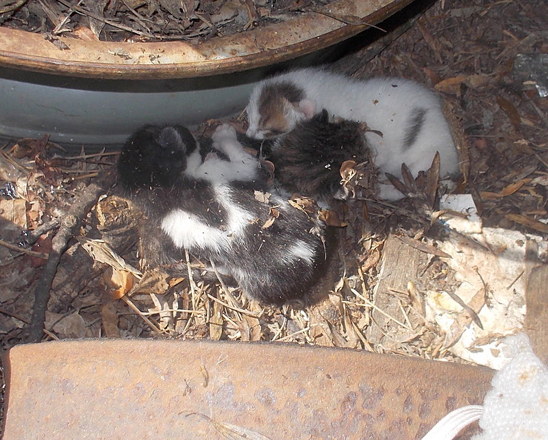 Натиснете снимката за да я уголемите

Име:DSCN1921.jpg
Прегледи:538
Размер:611.8 КБ
ID:6601875