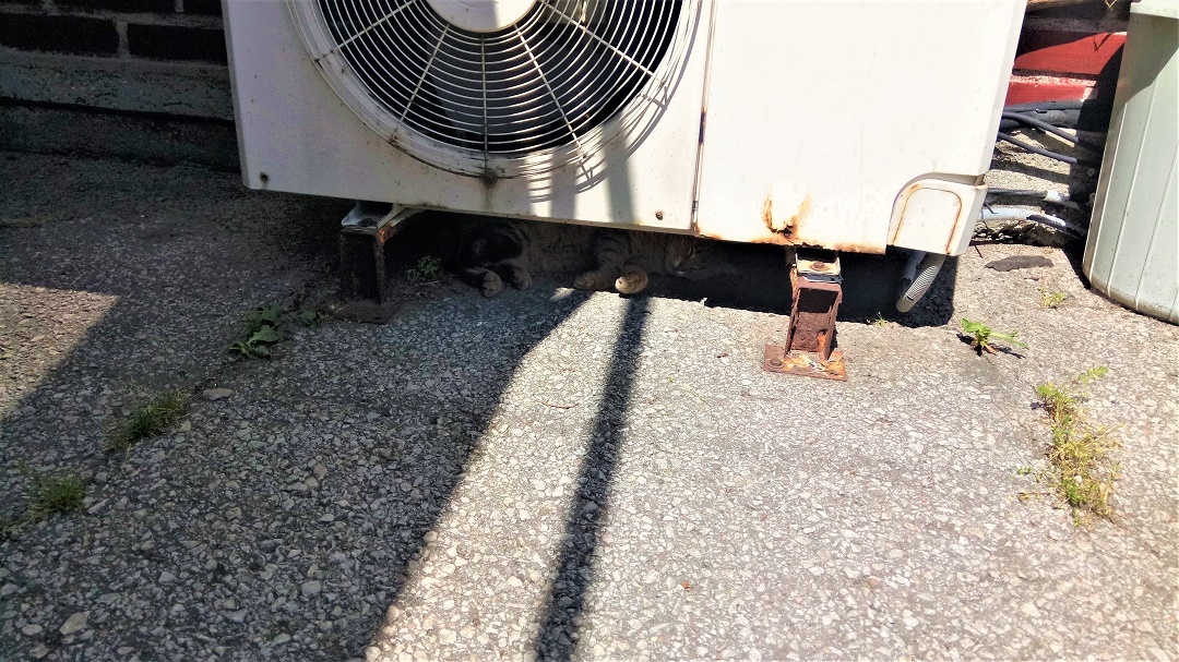 Натиснете снимката за да я уголемите  Име:IMG_20200512_151715.jpg Прегледи:0 Размер:368.5 КБ ID:6604166